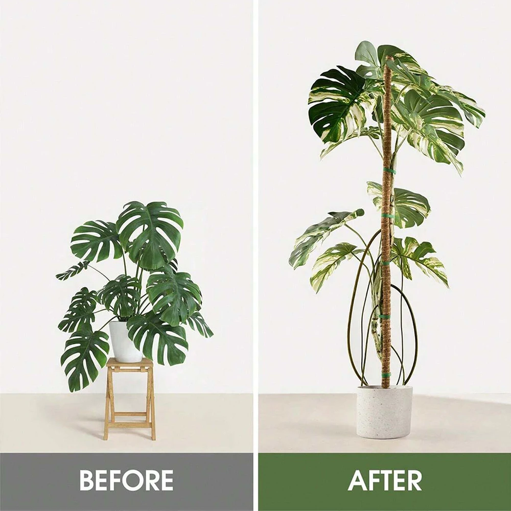 モンステラ植物用、苔柱、支柱、屋内用つる性植物用トレリス、鉢 - Plant Support Stake のレビューと価格