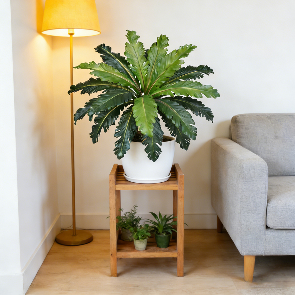45～50cmのトロピカルな偽ペルシャ葉、人工シダ、プラスチ - Snake Plant のレビューと価格